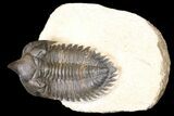 Minicryphaeus Trilobite - Tafraoute, Morocco #124894-1